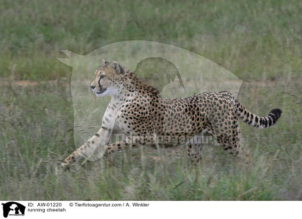 rennender Gepard / running cheetah / AW-01220