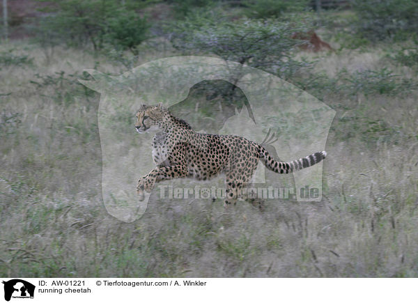 running cheetah / AW-01221