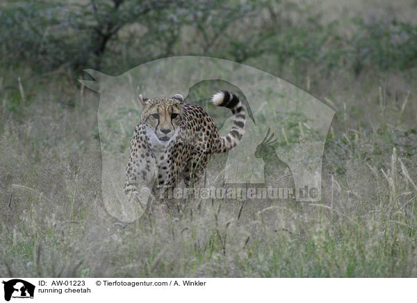 running cheetah / AW-01223