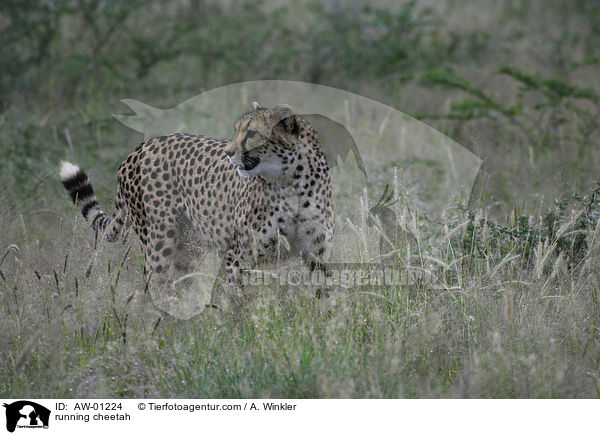 rennender Gepard / running cheetah / AW-01224