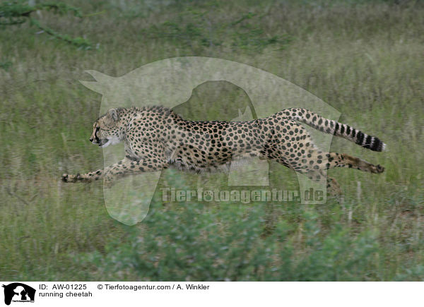 rennender Gepard / running cheetah / AW-01225