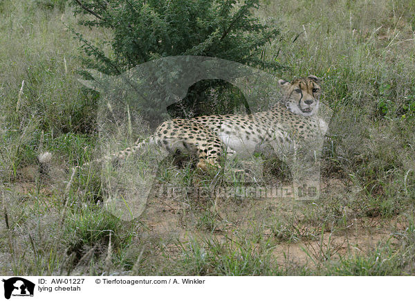 lying cheetah / AW-01227