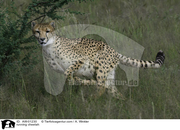 rennender Gepard / running cheetah / AW-01230