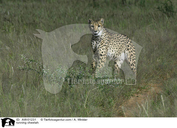 rennender Gepard / running cheetah / AW-01231