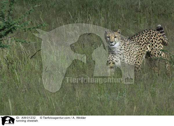 running cheetah / AW-01232