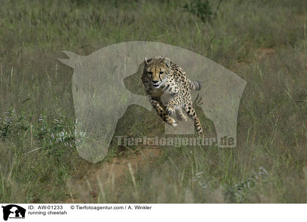 rennender Gepard / running cheetah / AW-01233