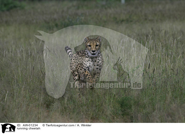 rennender Gepard / running cheetah / AW-01234