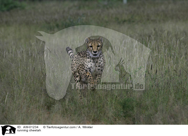 running cheetah / AW-01234