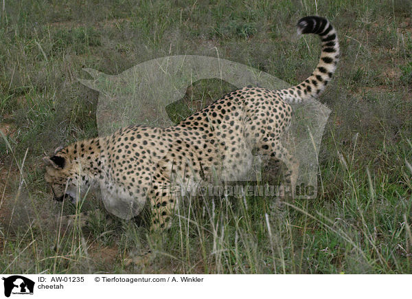 Gepard / cheetah / AW-01235