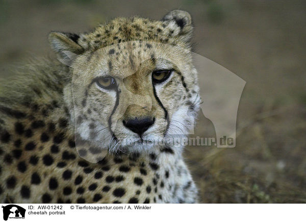 Gepard Portrait / cheetah portrait / AW-01242