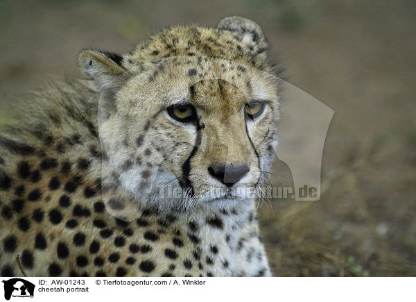 Gepard Portrait / cheetah portrait / AW-01243