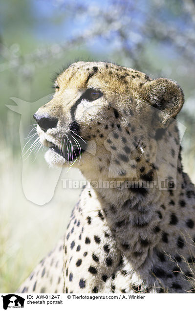 Gepard Portrait / cheetah portrait / AW-01247