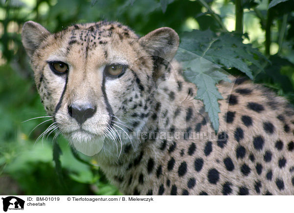 Gepard / cheetah / BM-01019