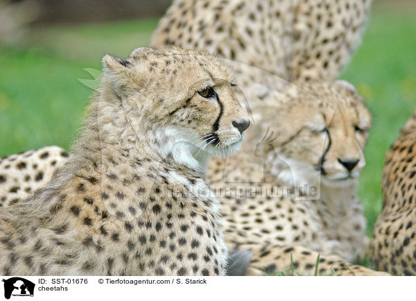 cheetahs / SST-01676