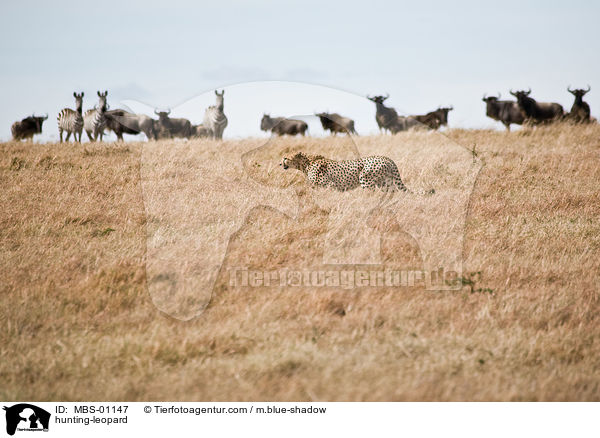 Gepard / hunting-leopard / MBS-01147