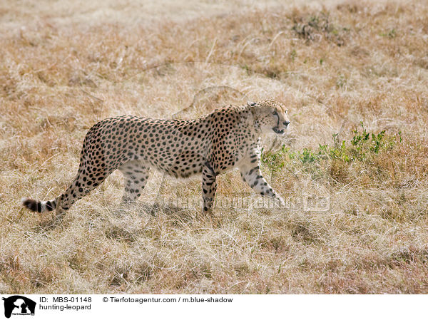 Gepard / hunting-leopard / MBS-01148
