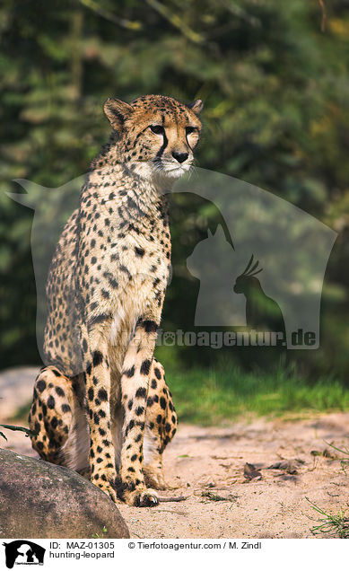 hunting-leopard / MAZ-01305