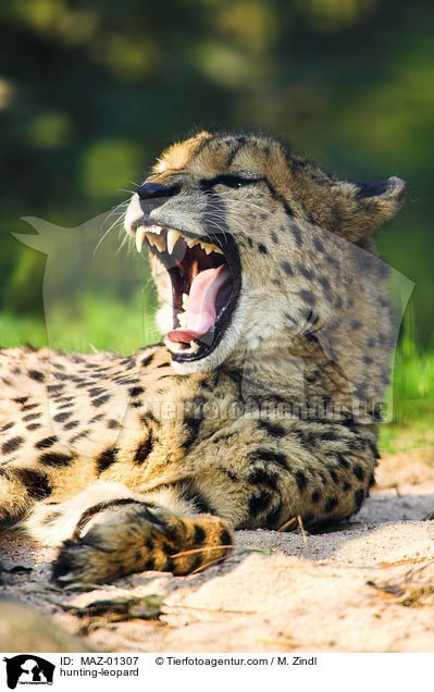 hunting-leopard / MAZ-01307