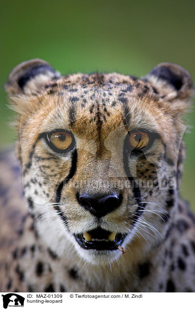 hunting-leopard / MAZ-01309