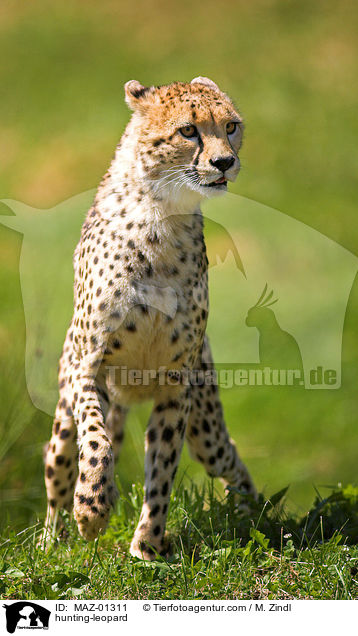 hunting-leopard / MAZ-01311