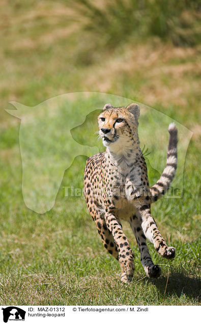 hunting-leopard / MAZ-01312