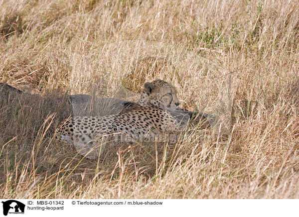 hunting-leopard / MBS-01342