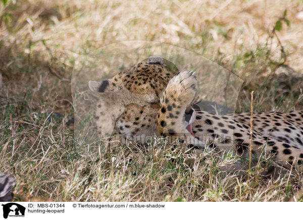 Gepard / hunting-leopard / MBS-01344