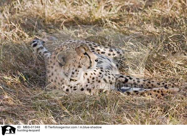 Gepard / hunting-leopard / MBS-01348