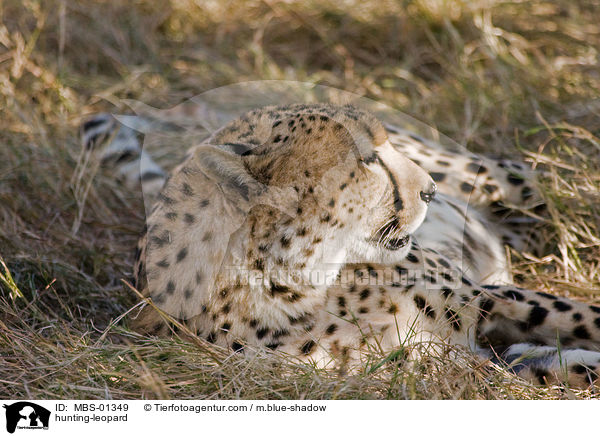 Gepard / hunting-leopard / MBS-01349