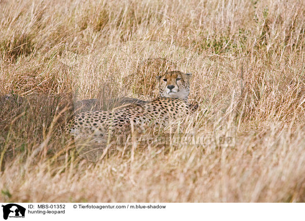Gepard / hunting-leopard / MBS-01352