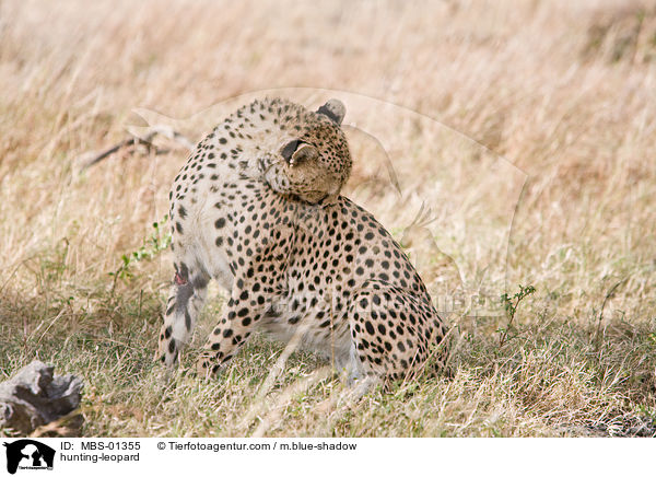 Gepard / hunting-leopard / MBS-01355