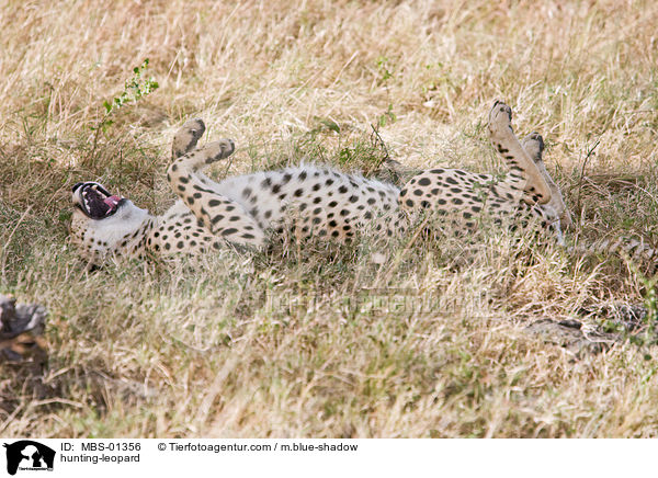 hunting-leopard / MBS-01356
