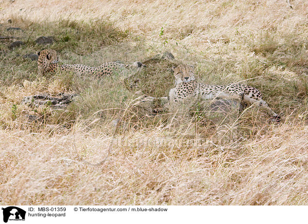 Gepard / hunting-leopard / MBS-01359