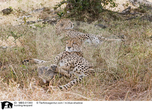 Gepard / hunting-leopard / MBS-01360