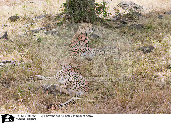 Gepard / hunting-leopard / MBS-01361