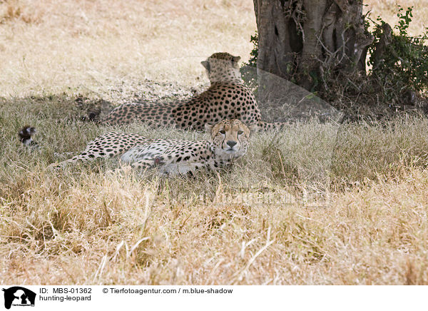 Gepard / hunting-leopard / MBS-01362