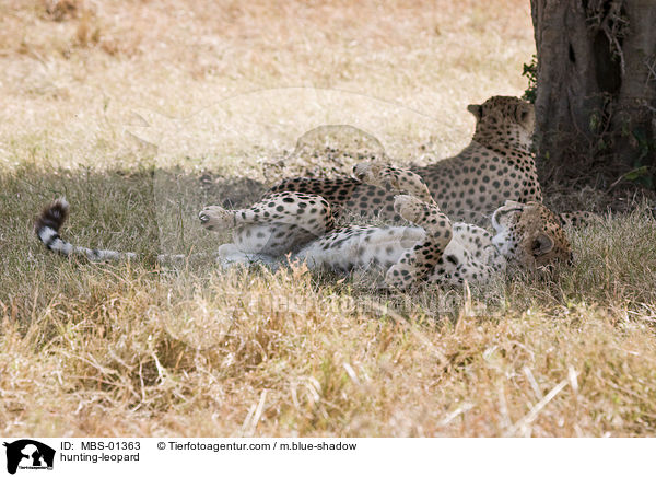 Gepard / hunting-leopard / MBS-01363