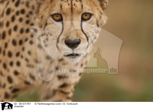 cheetah / DV-01757