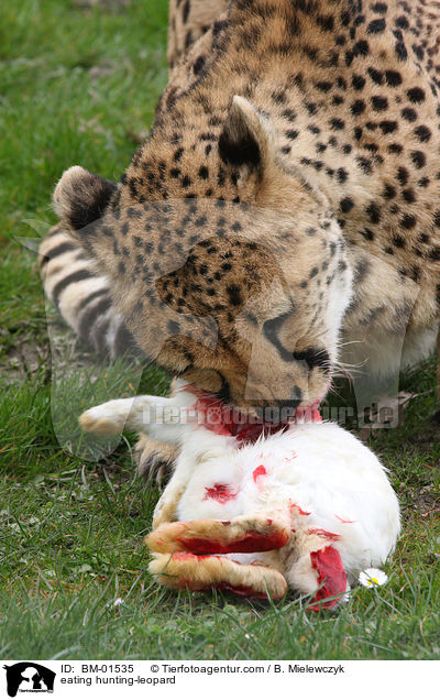 fressender Gepard / eating hunting-leopard / BM-01535