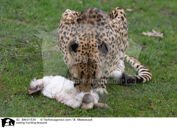 fressender Gepard / eating hunting-leopard / BM-01536