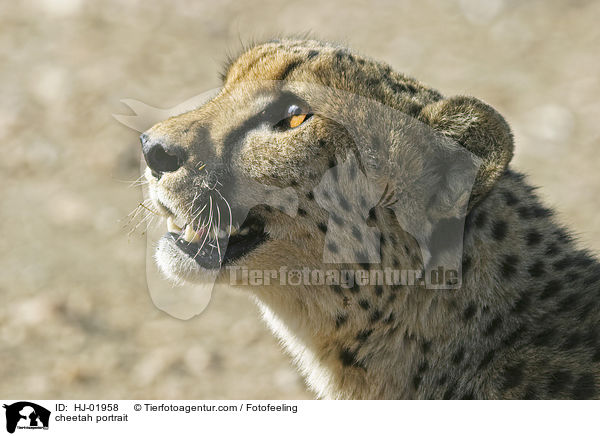 cheetah portrait / HJ-01958