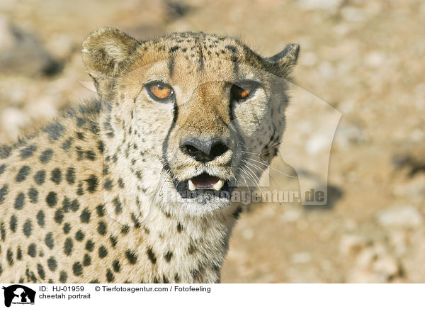 cheetah portrait / HJ-01959