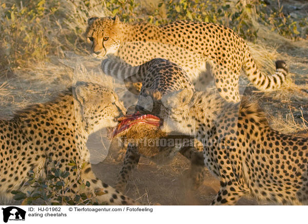 fressende Geparden / eating cheetahs / HJ-01962
