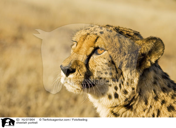 cheetah portrait / HJ-01964
