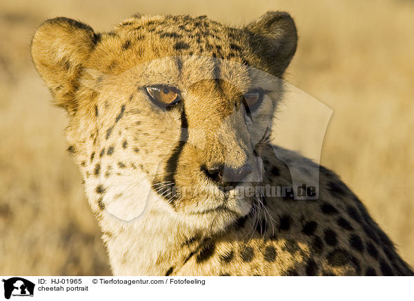 cheetah portrait / HJ-01965