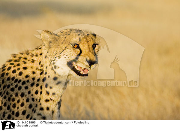 Gepard Portrait / cheetah portrait / HJ-01966