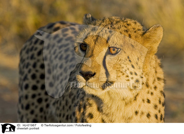 cheetah portrait / HJ-01967