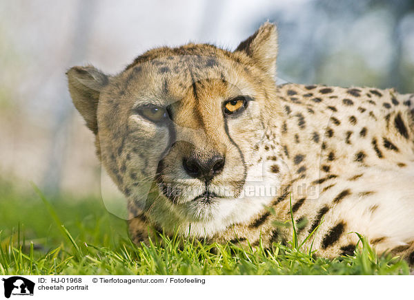 Gepard Portrait / cheetah portrait / HJ-01968