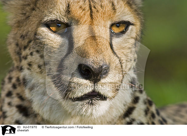 cheetah / HJ-01970