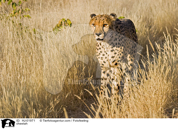 Gepard / cheetah / HJ-01971